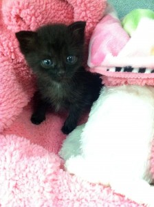 kitten-2