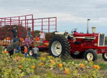 Farmall 1206 in pumpkin patch