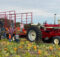 Farmall 1206 in pumpkin patch